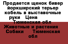 Продается щенок бивер йоркширский терьер кобель в выставочные руки › Цена ­ 50 000 - Тюменская обл. Животные и растения » Собаки   . Тюменская обл.